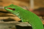 gecko