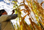 native corn