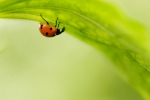 ladybug