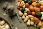 dog squash