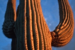 saguaro