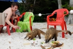 coati mundi