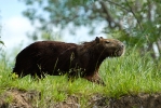 capybara