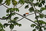 toucan