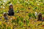 giant otter