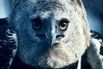 harpyeagle